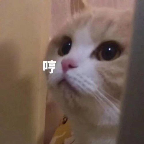 萌宠表情包再也不了嘛