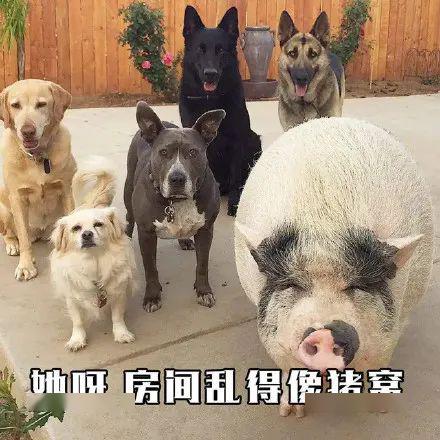 神兽们开学时间要到了,家长们要嗨起来了