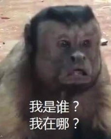 猴子惊恐国字脸