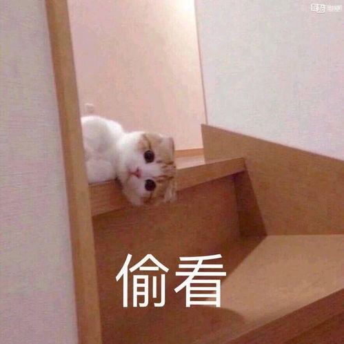 聊天开头表情包可爱表情包