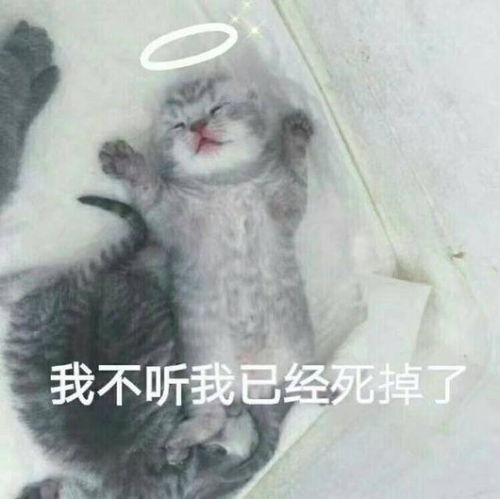 喵喵表情包,斗图的时候肯定不会输,因为对方已经被萌死