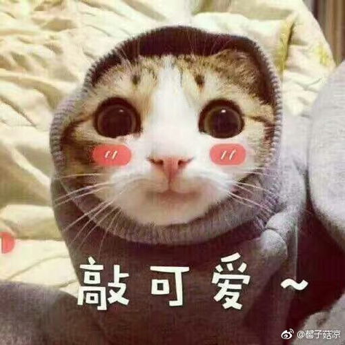 从微博协商还款到支付宝全面了解债务解决方案及相关操作细节