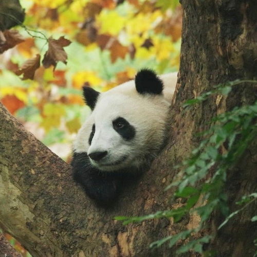 大熊猫萌兰8岁生日快乐和花和叶生日快乐