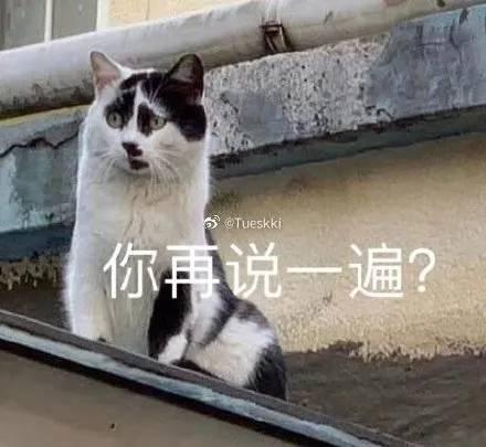 奶牛猫丑到自带表情包2020第一批丑猫出炉,一般人吸不动