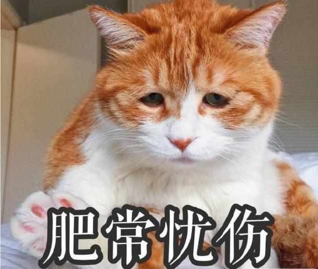 男主带肥橘去遛弯,不到半小时回来就抑郁了,女主问原因后笑翻了