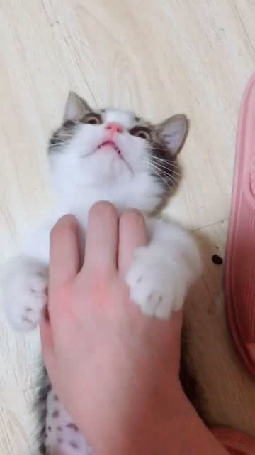 它这个表情是在忍着不咬我吗