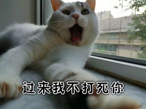 全新猫咪斗图表情包来啦