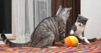 两只猫之间的塑料动物情,友谊的小船说翻就翻