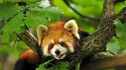 目瞪口呆表情包懒羊羊熊猫
