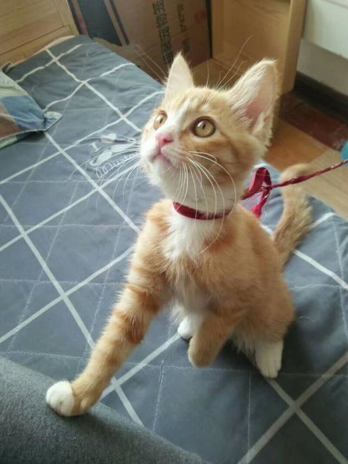 主人睡懒觉,猫咪喊主人起床,要抱抱,表情萌化了小儿