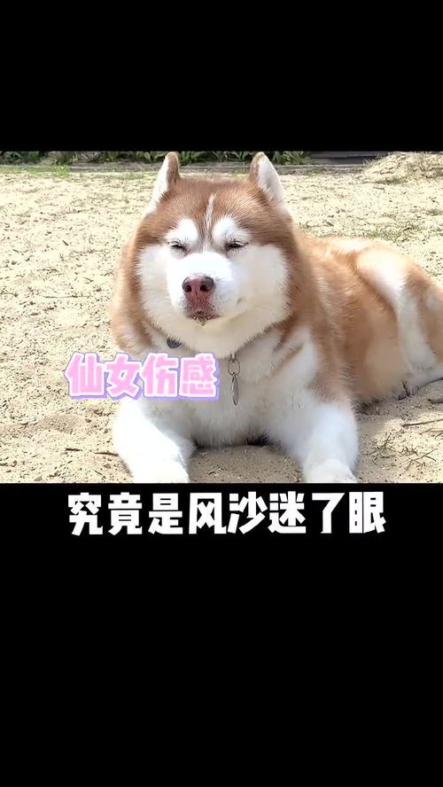 哈士奇不过如此,我不想跟他们出去玩了,不得劲啊