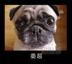 狗十猫表情
