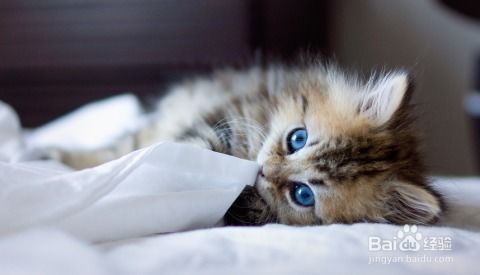 养猫注意事项猫咪感冒并非只是小事
