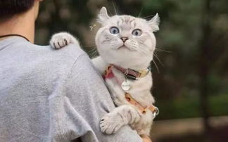 铲屎官对猫说要带他出去玩,猫听到后表情都变了...