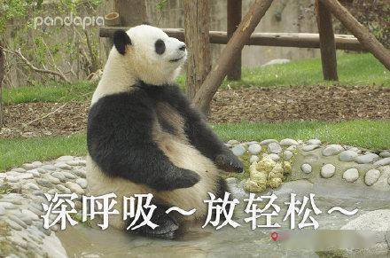 滚滚表情包第四弹表情包届王者,非我莫属