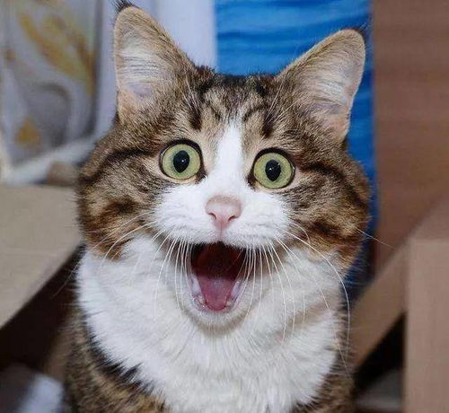 抱抱表情包可爱猫咪