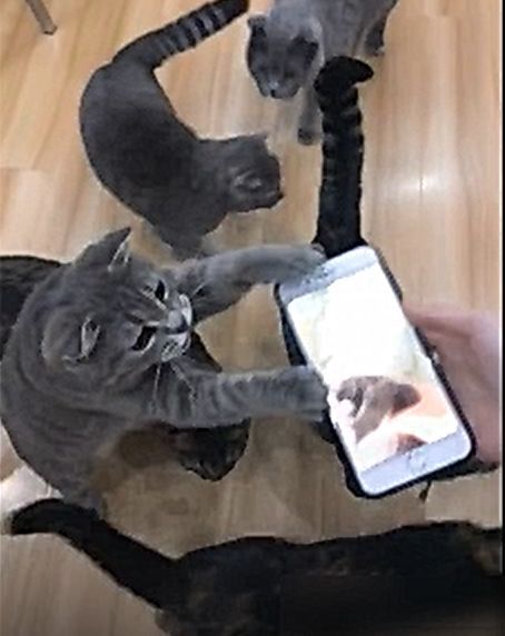 你不行啊小老弟表情包猫猫