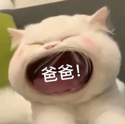 情侣聊天必备可爱表情包