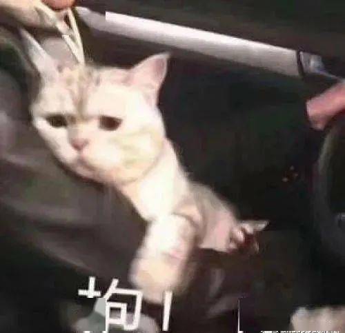 喵喵表情敲萌,让铲屎官毫无抵抗力