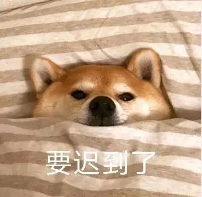 狗届表情包大赏这次你为谁打call