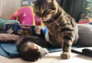 两只猫咪习惯抱着睡觉,突然换成一只老鼠,猫咪醒来满脸惊讶
