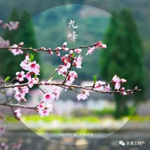 三生三世十里桃花,说的正是乐昌九峰我家