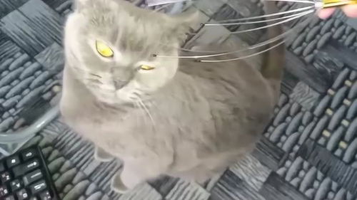 猫咪主人对我可好了,不仅陪我玩,还给我挠痒痒可舒服了