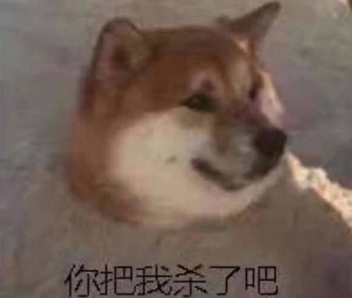 9岁男孩扔炮仗炸狗反被咬伤,家长索赔5万,真敢想