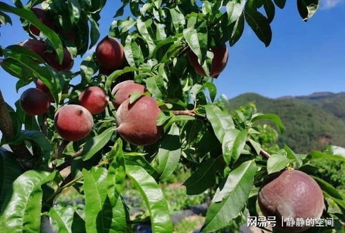 这种果树,适合种在自家庭院里,抗寒耐旱易养活,产量还很高