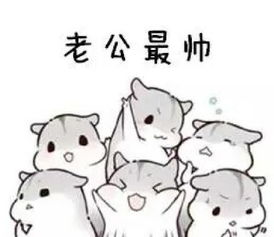 仓鼠表情包夸老公表情包合集老公最帅,老公最棒