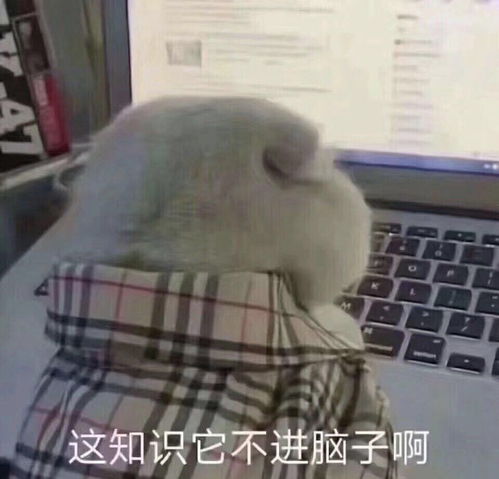 进口法产皇家奶糕怎么样