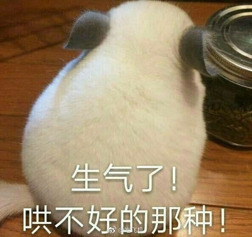 黄夏温撒娇表情包帐篷节