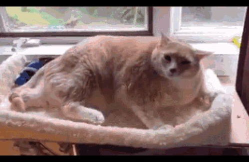 猫咪因为长得太胖,后腿翘起来却挠不到痒,原谅我笑出声来