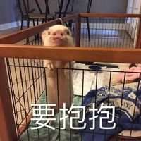 宠物情侣头像一对的图微信头像图片大全