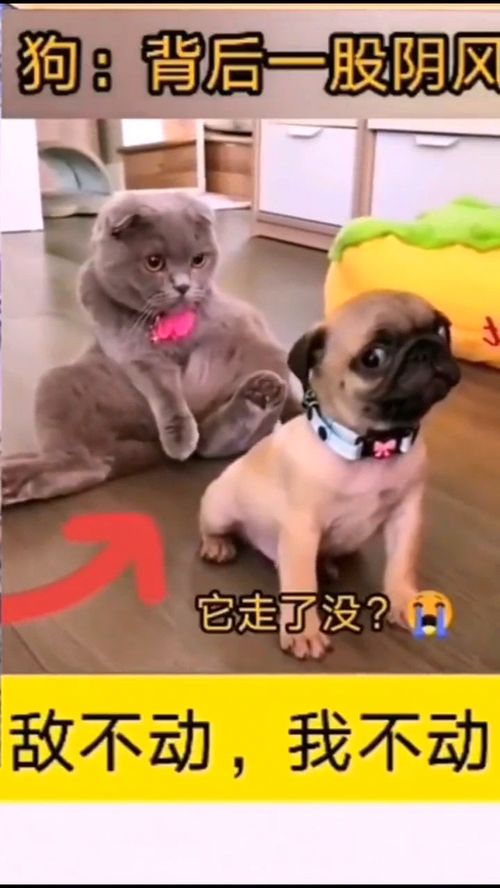 正在排便的表情包小家伙