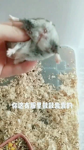 仓鼠最后的小表情有点懵表示好委屈的样子哈哈