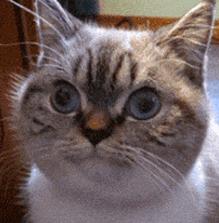 啊哦,刚发现8月8日是internationalcatday