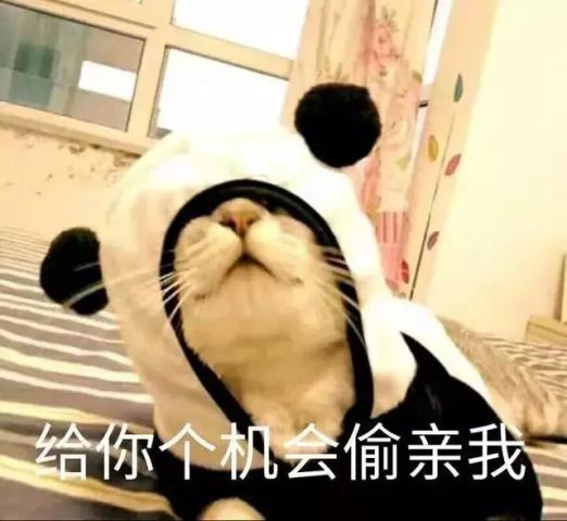 撒娇专用的猫咪表情包