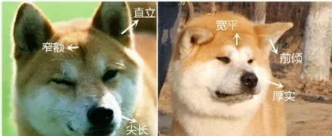秋田和柴犬傻傻分不清楚其实很简单