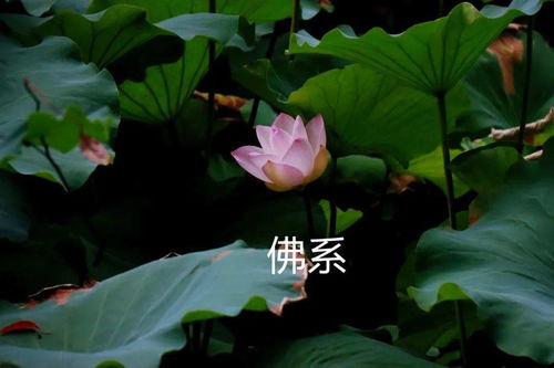 中老年佛系荷花表情包头像