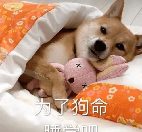毒药gif搞笑,不到最后不放弃,这是我最后的倔强