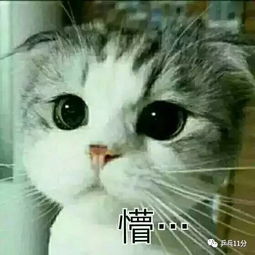 说正事专用配图表情包猫咪