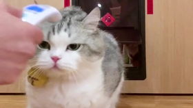 猫咪也怕挠痒痒痒痒肉原来在这里