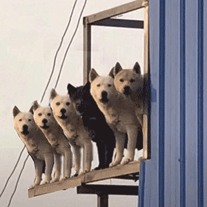 孩子们早上好熊猫头表情包早上好熊猫孩子表情