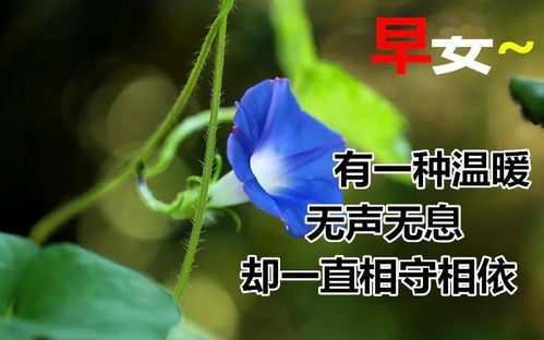 11月14日最漂亮早上好动态表情图片大全,早晨好美图大全