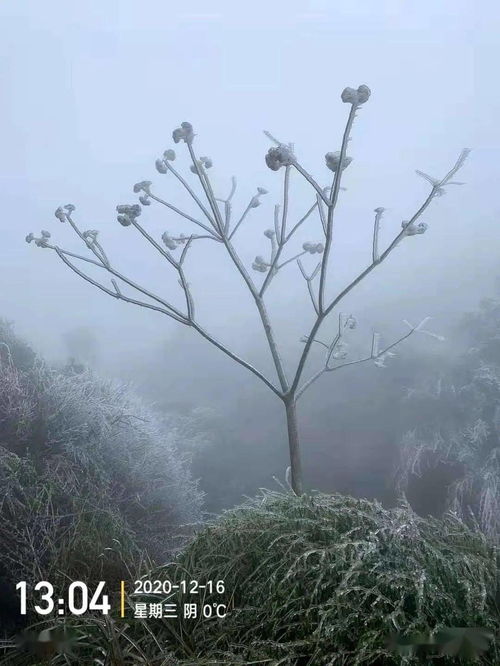 哇好漂亮安远下雪啦约吗