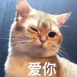 甜甜的猫咪表情包要亲亲