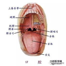 口腔表情包