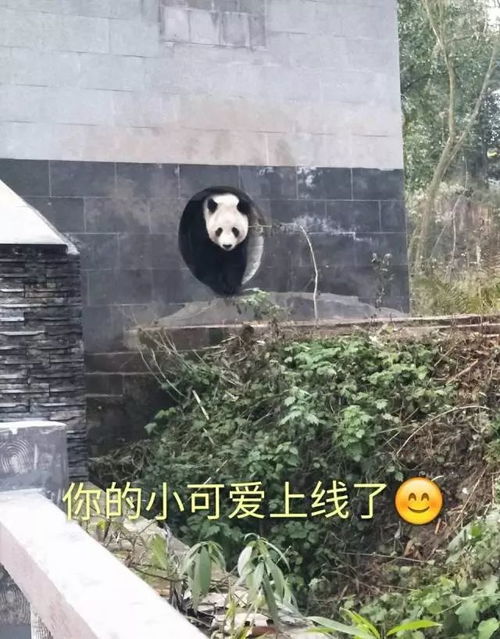招募大熊猫保护清明小长假,来把滚滚做成表情包吧