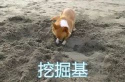 2018,就要旺旺旺你的柯基敢来吗